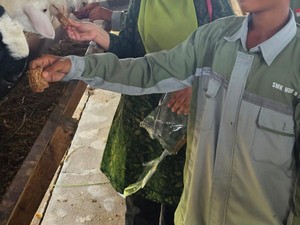 Dosen IPB Sulap Limbah Kangkung Jadi Alternatif Pakan Ternak