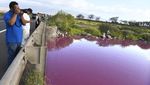 Penampakan Telaga di Hawaii Berubah Warna Misterius Menjadi Pink