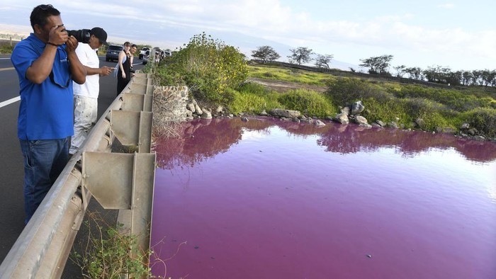 Penampakan Telaga di Hawaii Berubah Warna Misterius Menjadi Pink Severino Urubio of Hilo, Hawaii snaps photos of Kealia Pond's pink water at Kealia Pond National Wildlife Refuge in Kihei, Hawaii on Wednesday, Nov. 8, 2023. Officials in Hawaii are investigating why the pond turned pink, but there are some indications that drought may be to blame. (Matthew Thayer/The Maui News via AP)