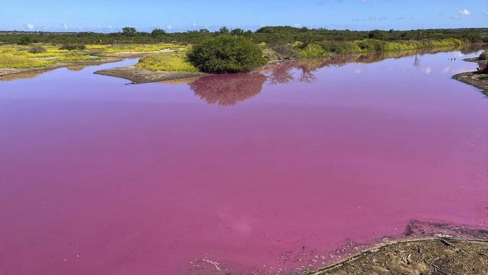 Penampakan Telaga di Hawaii Berubah Warna Misterius Menjadi Pink This Nov. 8, 2023, photo provided by Leslie Diamond shows the pond at the Kealia Pond National Wildlife Refuge on Maui, Hawaii, that turned pink on Oct. 30, 2023. Officials in Hawaii are investigating why the pond turned pink, but there are some indications that drought may be to blame. (Leslie Diamond via AP)