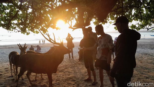 Pengunjung memberi makan rusa  di TWA Cagar Alam Pangandaran