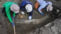 Petugas pelestari Situs Patiayam menggali lokasi temuan fosil gading gajah purba (Stegodon trigenochepalus) saat penyelamatan di Pegunungan Patiayam, Desa Terban, Jekulo, Kudus, Jawa Tengah, Selasa (14/11/2023).