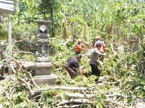 Hujan Deras, Rumah-Empat Palinggih Rusak Tertimpa Pohon Tumbang