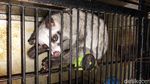 Warga Malang Cuan Jutaan Rupiah dari Ternak Musang