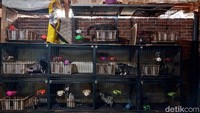 Dari situ, dia mulai mengadopsi satu pasang musang indukan. Sempat dititipkan temannya, ia kembali membeli indukan musang sepasang lagi hingga akhirnya berkembang.
