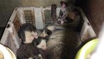Warga Malang Cuan Jutaan Rupiah dari Ternak Musang