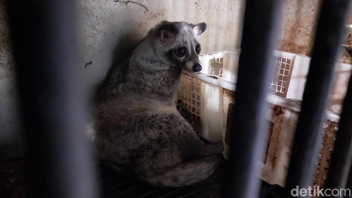 Peternak Musang Asal Malang