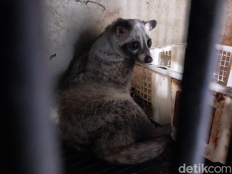 Warga Malang Cuan Jutaan Rupiah dari Ternak Musang