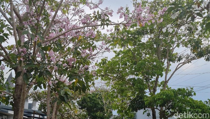 Pohon bunga tabebuya bermekaran di Gowa.