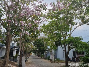 Indahnya Pohon Tabebuya di Gowa yang Viral-Bermekaran bak Sakura Jepang