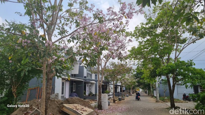 Pohon bunga tabebuya bermekaran di Gowa.