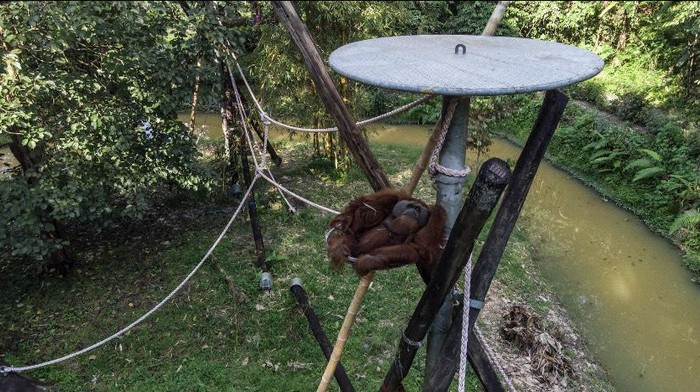 Potret seekor orangutan di Orangutan Haven. (Foto: dok Orangutan Haven).