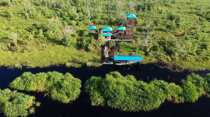 restorasi gambut Kalimantan Tengah restorasi gambut