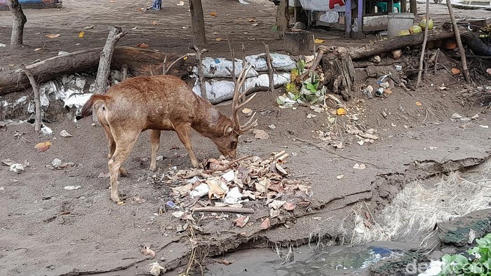 Rusa di TWA Cagar Alam Pangandaran makan sampah.