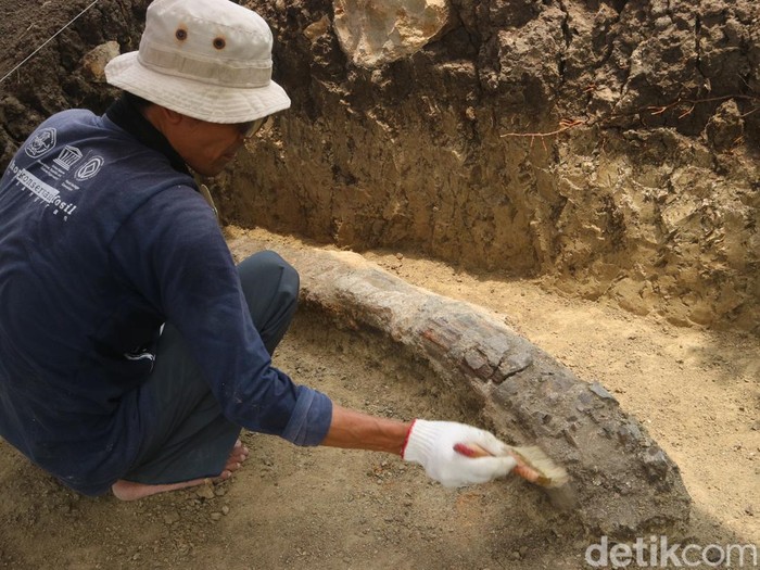 Tim Museum Situs Purbakala Patiayam melakukan penyelamatan fosil gading gajah purba di lereng Perbukitan Patiayam Kudus, Selasa (14/11/2023).