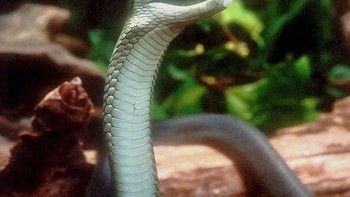 Black Mamba: Selain salah satu yang paling mematikan, ular ini juga merupakan salah satu yang tercepat. Black mamba dapat bergerak dengan kecepatan 5,5 meter per detik dan gigitannya dapat membunuh manusia dalam 30 menit. (Foto: Wikipedia)