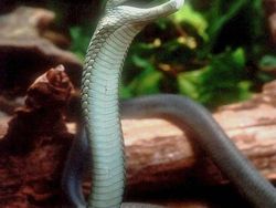 Hiii! 10 Ular Paling Berbisa dan Mematikan di Dunia