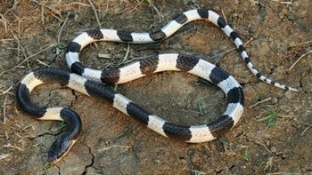 Blue Krait: Gigitan dari ular yang sering ditemui di Thailand ini 50 persennya selalu berujung kematian. Bahkan ketika korban telah diberikan anti racun. Di Indonesia namaanya Ular Weling (foto: Wikimedia)