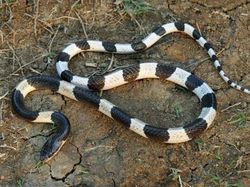 Hiii! 10 Ular Paling Berbisa dan Mematikan di Dunia