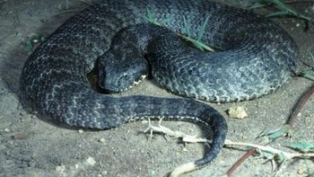 Death Adder: Ular ini paling banyak ditemui di Australia dan merupakan ular darat paling beracun di sana. Tidak seperti ular lainnya, ular ini banyak menghabiskan waktu untuk menunggu ketika berburu mangsa. Ketika mangsa mendekat, ular ini langsung menggigit dan menunggu mangsanya mati sebelum dimakan. (Foto: Wikipedia)