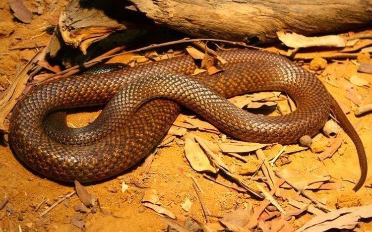 10 Ular Paling Berbisa dan Mematikan di Dunia