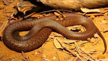 Eastern Brown Snake: Ular ini dianggap sebagai ular darat paling berbisa kedua di dunia. Ular ini sering ditemukan di Australia, Papua Nugini, dan Indonesia. (Foto: Wikipedia)