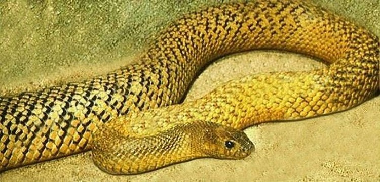 10 Ular Paling Berbisa dan Mematikan di Dunia