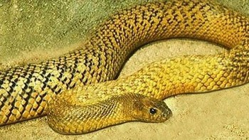 Inland Taipan: Gigitan ular ini dapat membunuh manusia dengan sangat cepat, dalam kurang dari satu jam. Racunnya dapat langsung melumpuhkan manusia dan dapat menyebabkan pendarahan di pembuluh darah dan jaringan otot. (Foto: Wikipedia)
