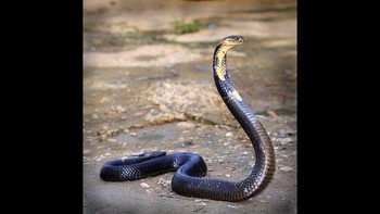 King Cobra: Racun yang dimiliki King Cobra dapat membunuh seekor gajah Asia. Selain melalui gigitan, ular ini juga dapat menyemburkan bisanya. Ular ini juga dapat mencapai panjang hingga 5,5 meter, menjadikannya ular berbisa terpanjang di dunia. (Foto: Wikipedia)