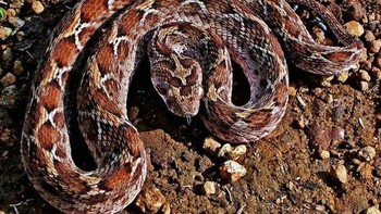 Saw Scaled Viper: Ular yang banyak ditemukan di India dan Timur Tengah ini tidak memiliki racun yang paling mematikan. Tetapi, gigitan ular ini menyebabkan lebih banyak kematian manusia daripada gabungan semua spesies ular lainnya. (Foto: Wikipedia)