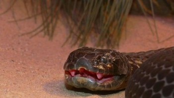 Tiger Snake: Tiger snake merupakan ular yang banyak ditemukan di Australia Selatan dan Tasmania. Ular ini sangat berbahaya karena dapat membunuh manusia dengan kombinasi neurotoksin, koagulan, hemolysin, dan mikotoksin. (Foto: National Geographic)