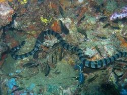 Hiii! 10 Ular Paling Berbisa dan Mematikan di Dunia