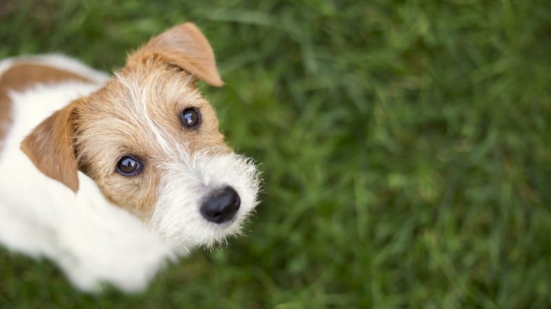 Wajah anjing - anak anjing peliharaan jack russell yang lucu tampak bahagia di rumput, spanduk web dengan ruang fotokopi