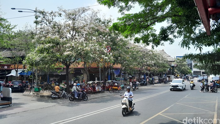Bunga Tabebuya bermekaran di kawasan Pasar Gede Solo, Rabu (15/11/2023).