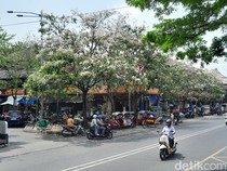 Serasa di Jepang padahal di Solo, Lihat Bunga Tabebuya Bermekaran