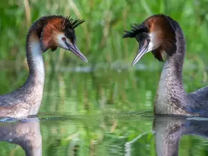 Mari Berkenalan dengan Burung Abad Ini: Puteketeke