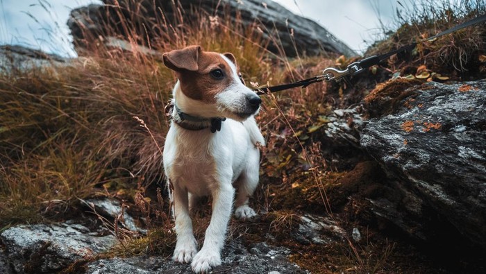 Jack Russell puppy in mountain exploration. Lovely tender little dog walking in the rocky mountain