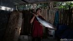 Melihat Produksi Ikan Asap yang Menggoda Lidah