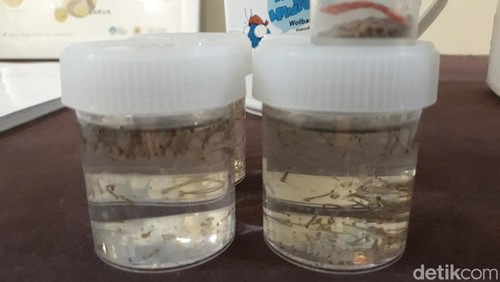 Nyamuk Wolbachia yang siap kawin dengan nyamuk Aedes Aegypti.