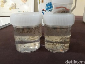 Ramai-ramai Menolak Penyebaran Jutaan Telur Nyamuk Wolbachia
