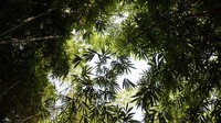 Sepertiga luas desa tersebut merupakan kawasan hutan bambu. Warga merawat hutan itu sebagai warisan leluhur serta perwujudan menjaga keseimbangan manusia dan alam.   