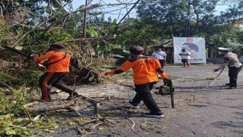 Sejumlah pohon tumbang di Badung, Bali, karena hujan beberapa hari lalu.