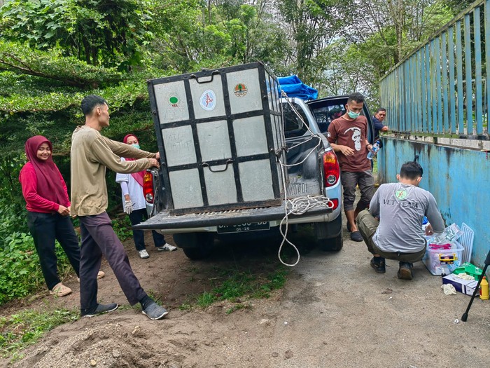 Proses evakuasi orang utan obesitas di Medan Zoo. (Istimewa)