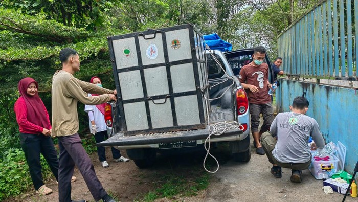 Proses evakuasi orang utan obesitas di Medan Zoo. (Istimewa)