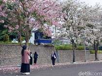 Potret Indahnya Tabebuya Bermekaran di Kota Malang