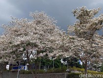 Bebas Khawatir, Ini 3 Pohon yang Tidak Merusak Pondasi Rumah
