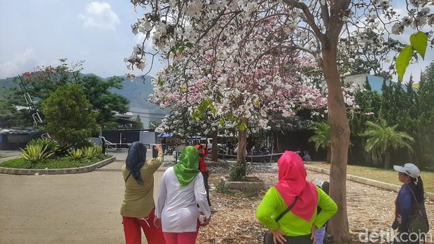 Warga saat selfie di depan pohon Tabebuya.