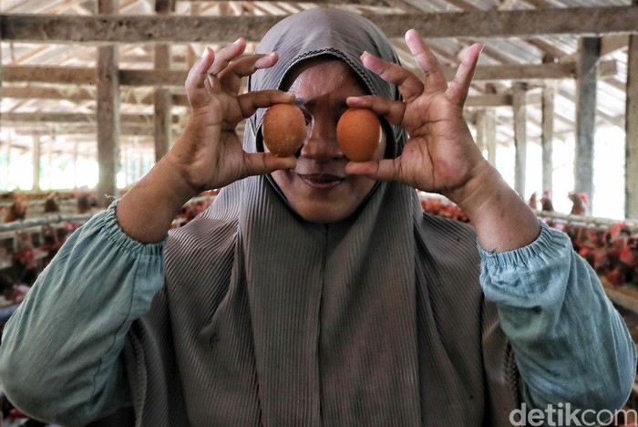 Bisnis ayam petelur ternyata menjadi ladang cuan yang menjanjikan. Seperti kisah Rosmina (49) yang mampu meraup untung jutaan rupiah per hari.