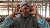 Rosmina (49) mampu meraup untung jutaan rupiah per hari dari beternak ayam petelur. 