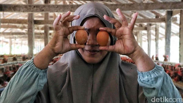 Ayam Petelur, Ladang Cuan Warga Desa Tritiro
